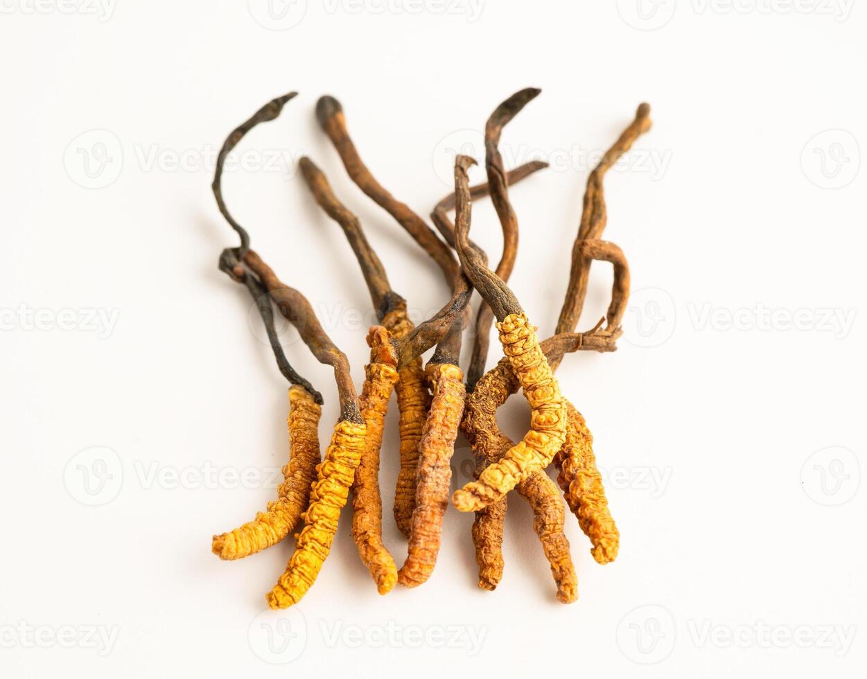 Cordyceps sinensis or Ophiocordyceps sinensis isolated photo
