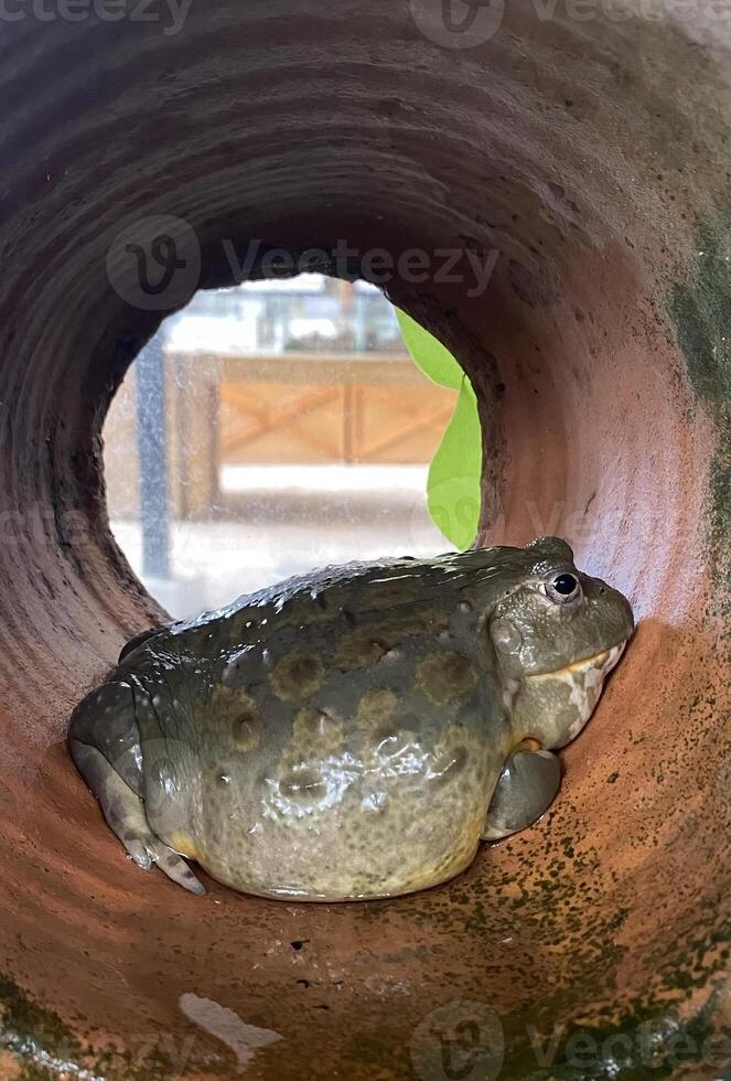 close-up side view of frog. A close-up of a large African bullfrog photo