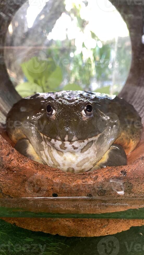 A close up of a large African bullfrog sitting inside a terracotta pipe, with a serene expression. The amphibian is surrounded by natural light and foliage in the background. photo