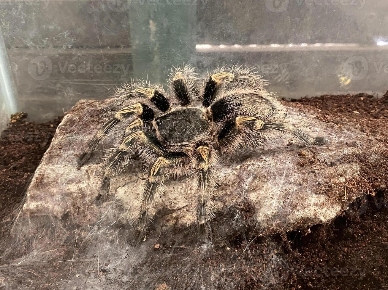 A close up image of a Chaco Golden Knee Tarantula with web Grammostola pulchripes resting moist substrate inside a terrarium. spider hairy body. exotic pet biological or exotic pet related content. photo