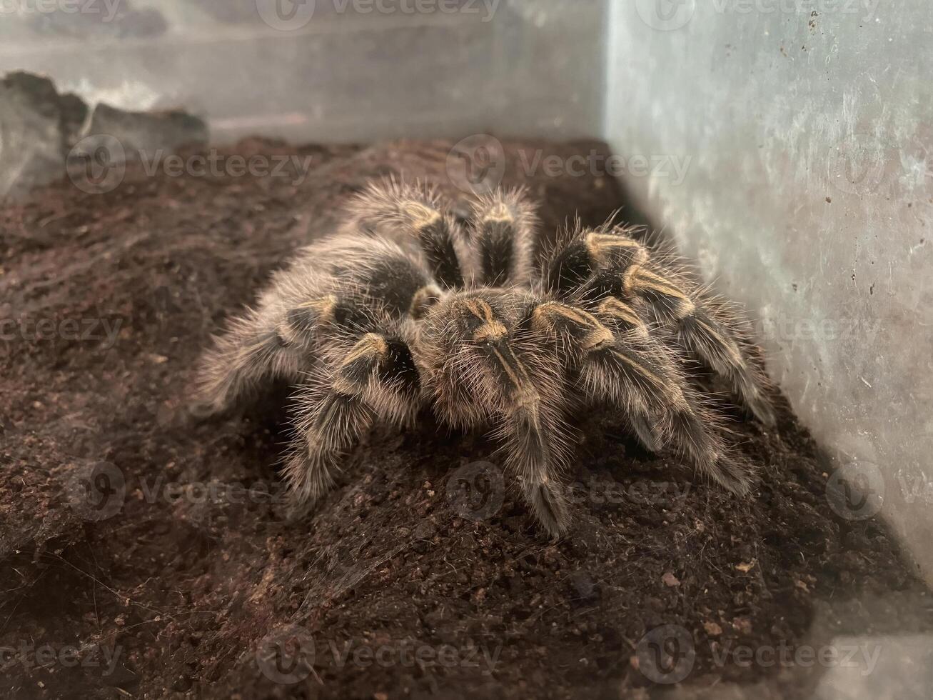 A close up image of a Chaco Golden Knee Tarantula Grammostola pulchripes resting moist substrate inside a terrarium. The tarantula hairy body. exotic pet biological or exotic pet related content. photo