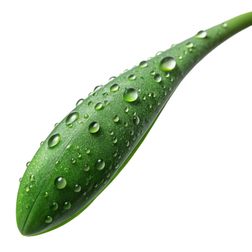 hypnotic elegant A single blade of grass covered in dew, macro photography, detailed and intricate style ultra HD png