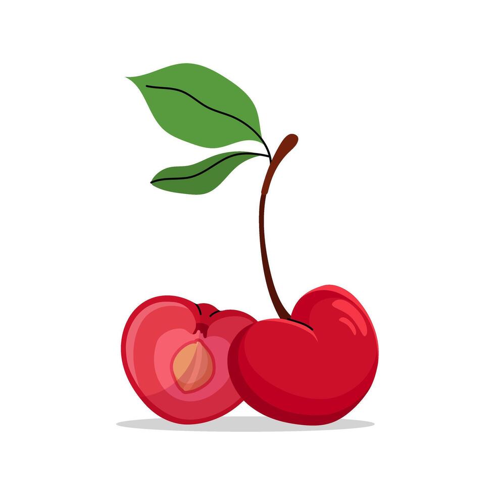 flat illustration of two cherries with green leaves, one whole and one sliced in half showing pit. Hand drawn style with clean lines, perfect for food and summer designs. illustration. vector