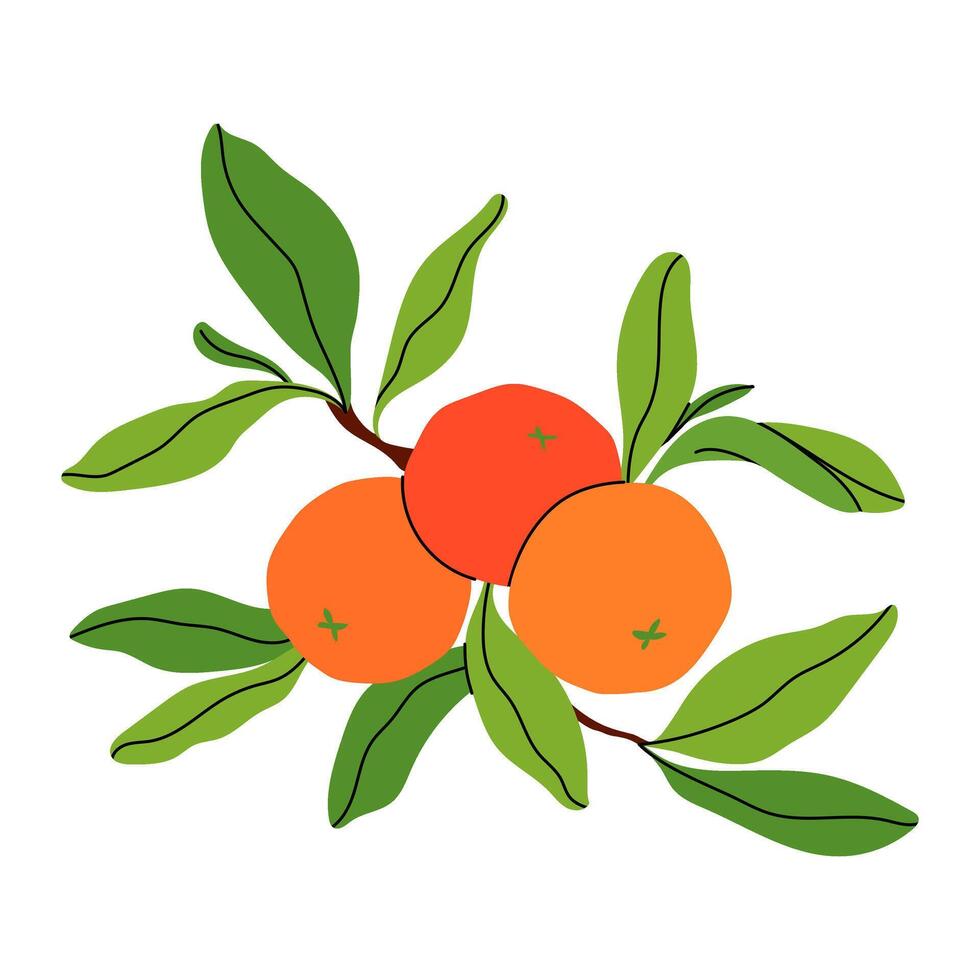 Orange fruit set with green leaves and three branch. Hand drawn whole citrus. Garden and Agriculture. Perfect for food packaging, summer, and natural product designs. flat illustration. vector