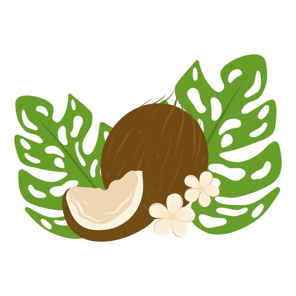 Coconut with coconut flowers and leaves illustration. Hand drawn coconut vector