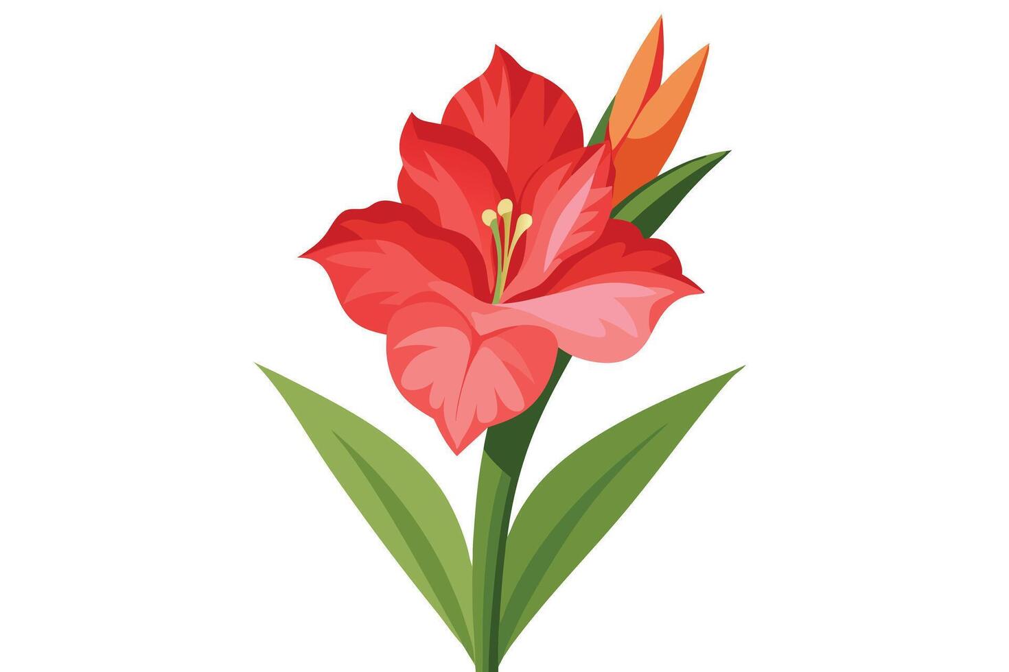 Vibrant Red Amaryllis Flower Illustration vector