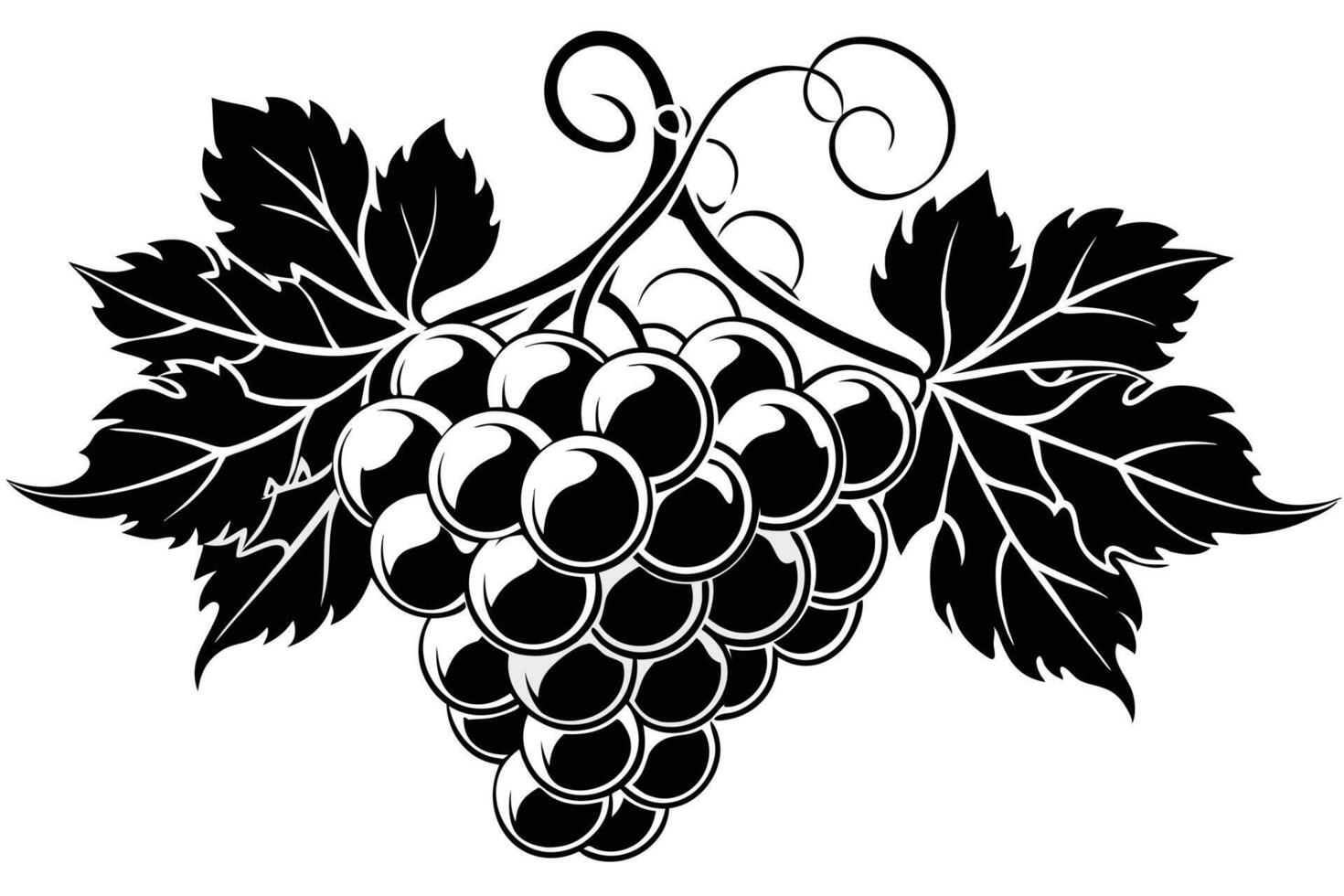 Elegant Black and White Grapevine Illustration vector
