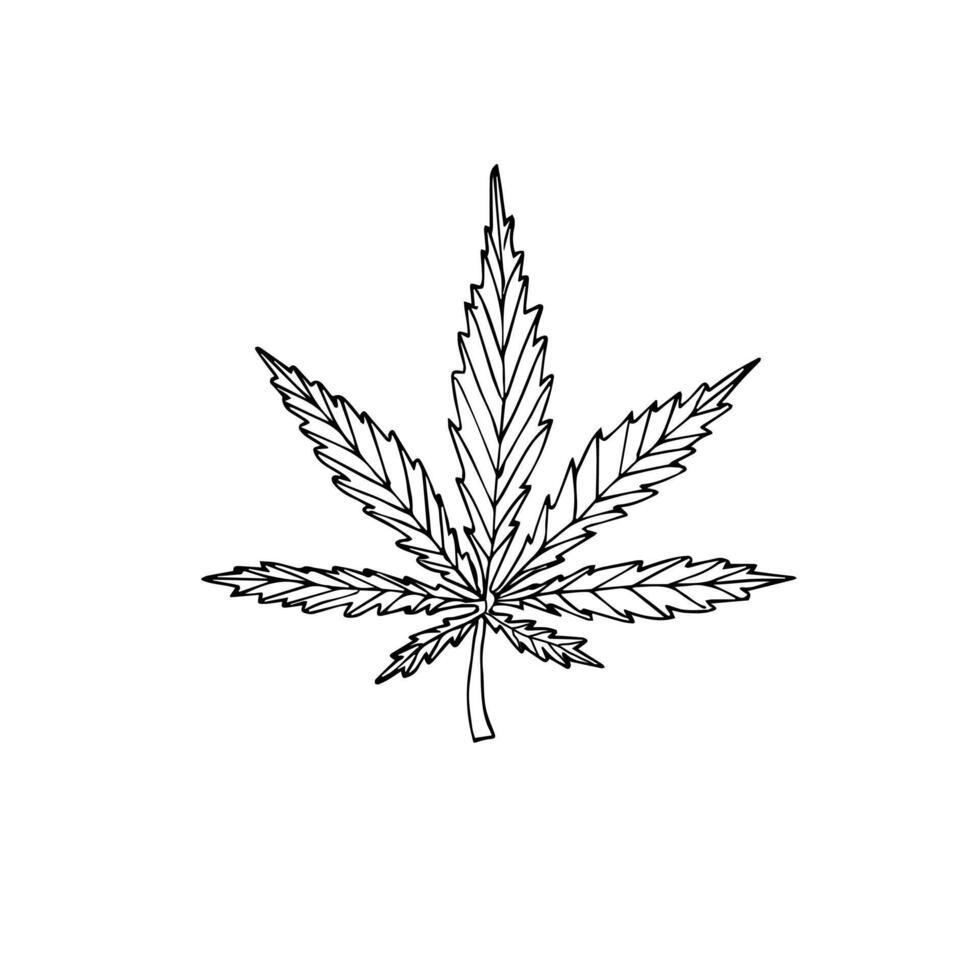 Hand drawn doodle sketch hemp cannabis vector