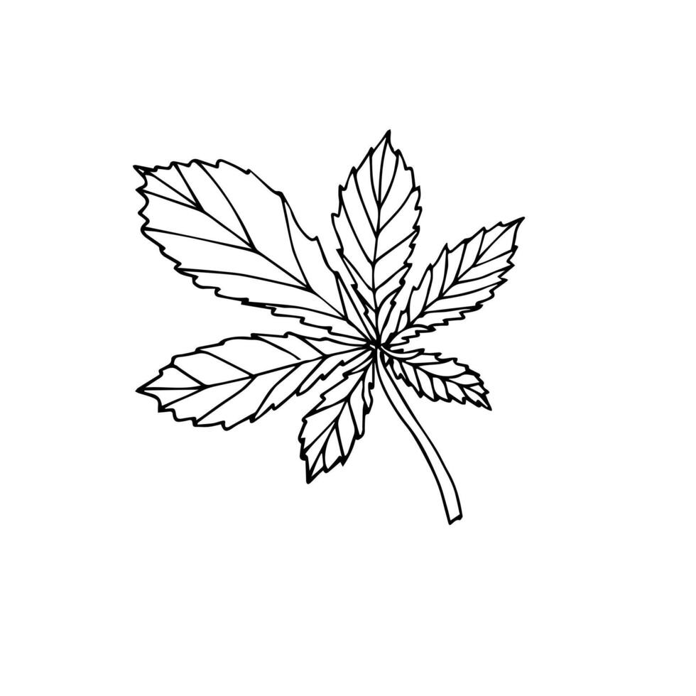 Hand drawn doodle sketch chestnut leaf isolated vector