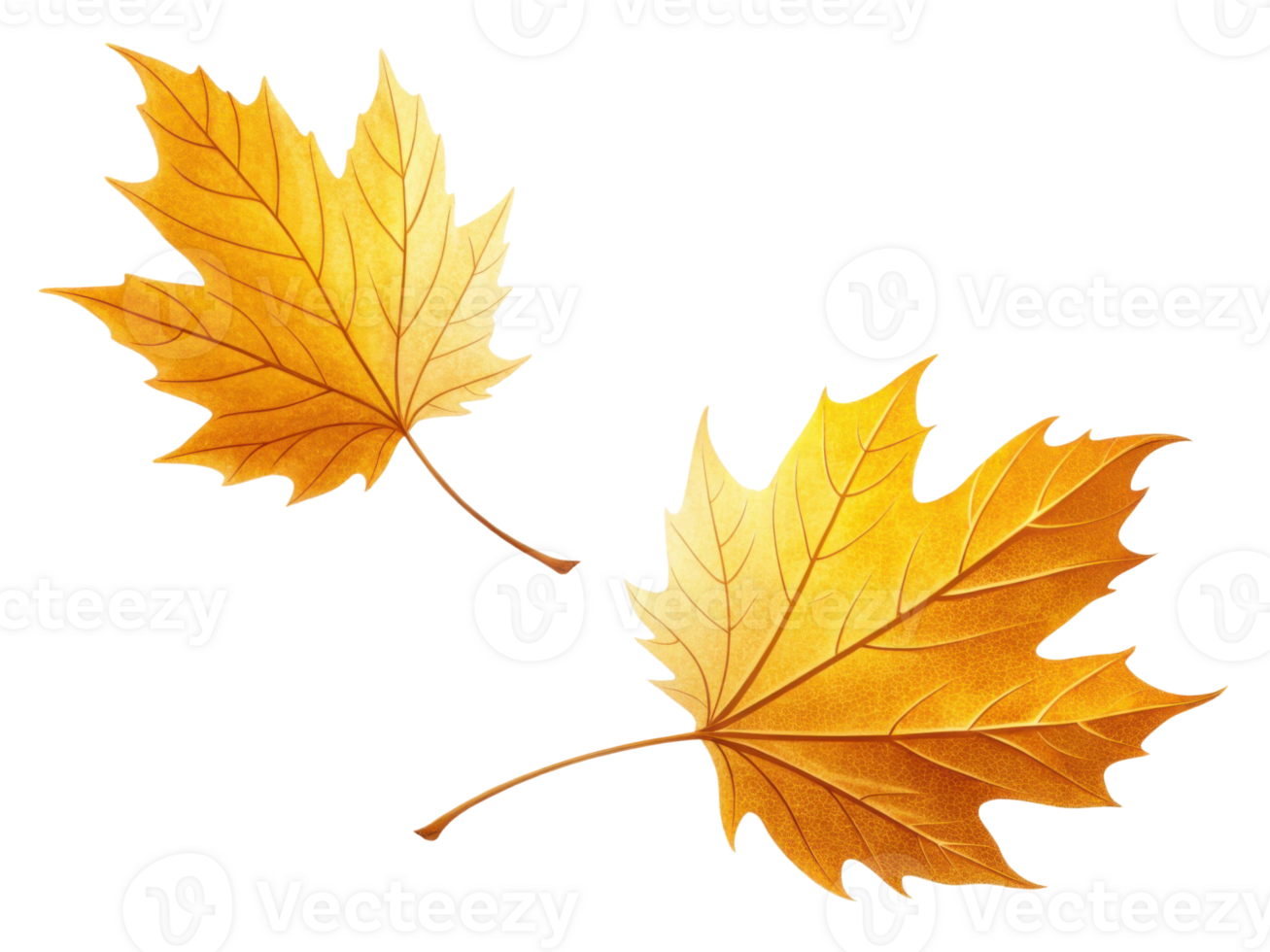 Two vibrant golden autumn leaves gracefully floating against transparency background, capturing essence of fall beauty and warmth png