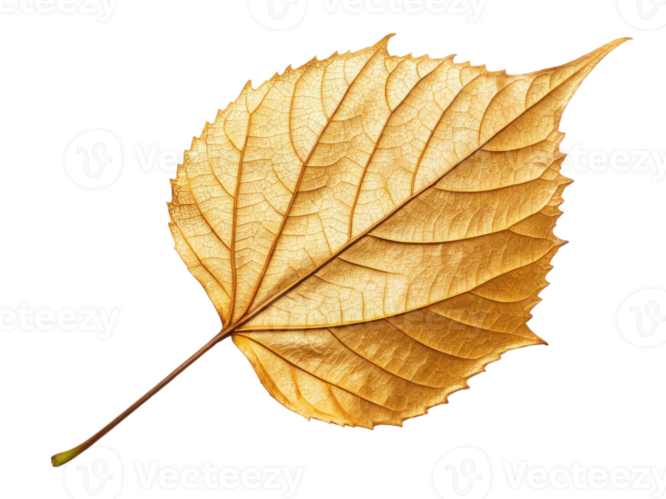 vibrant golden leaf showcasing intricate veins and textures, symbolizing beauty of autumn and nature transition png