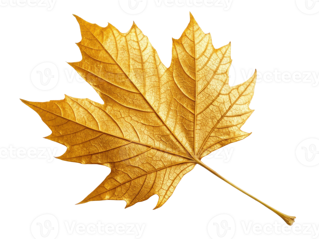 Golden maple leaf showcasing intricate veins and vibrant hue, symbolizing autumn beauty and nature elegance png