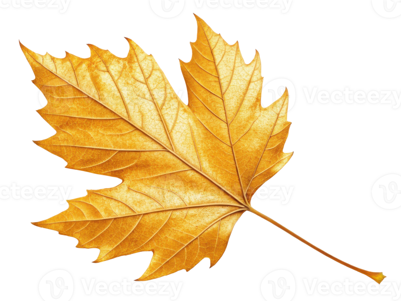 vibrant golden maple leaf showcasing intricate details and textures, perfect for autumn themes and nature designs png