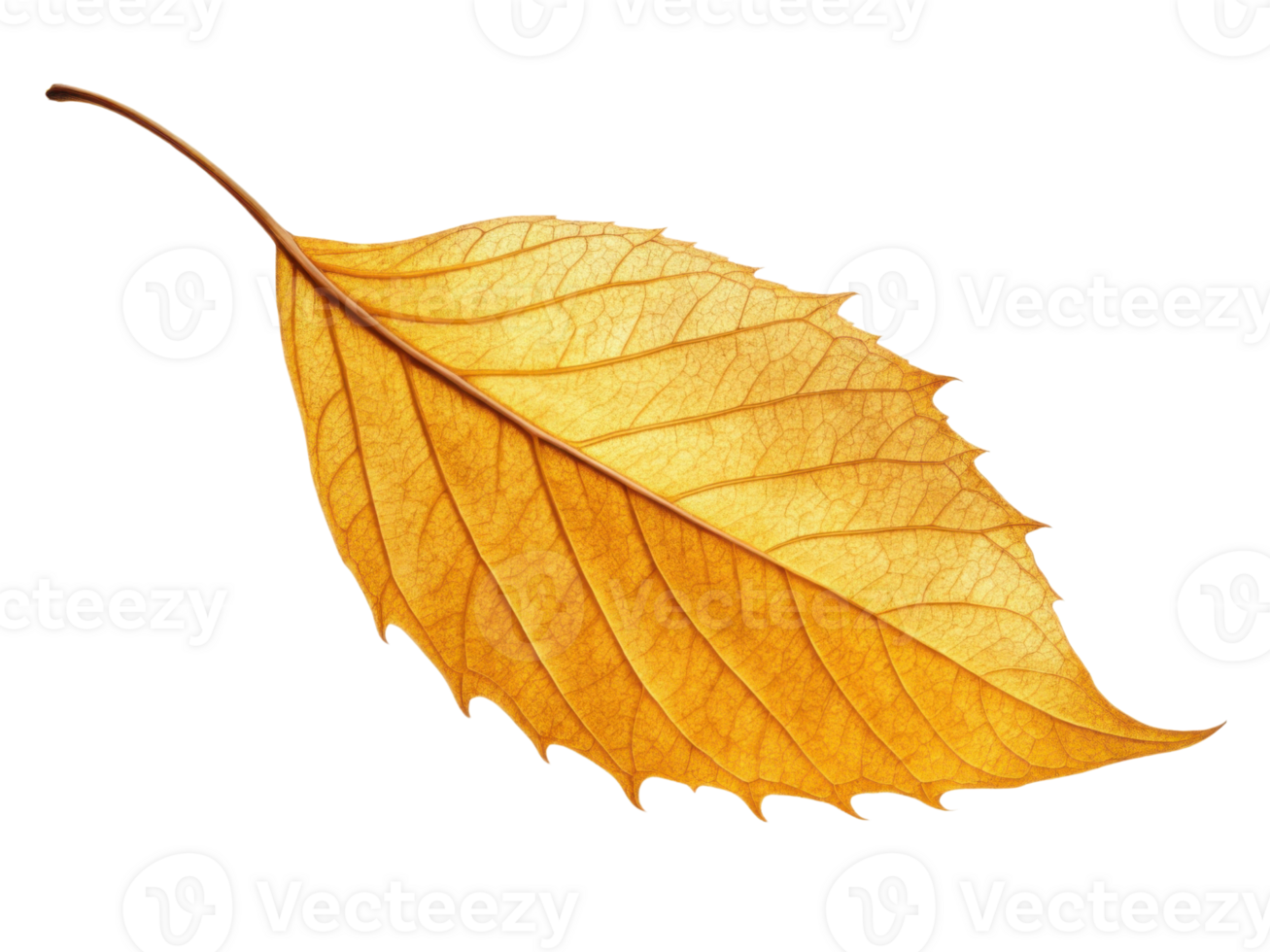 vibrant yellow leaf showcasing intricate veins and smooth texture, symbolizing beauty of autumn png