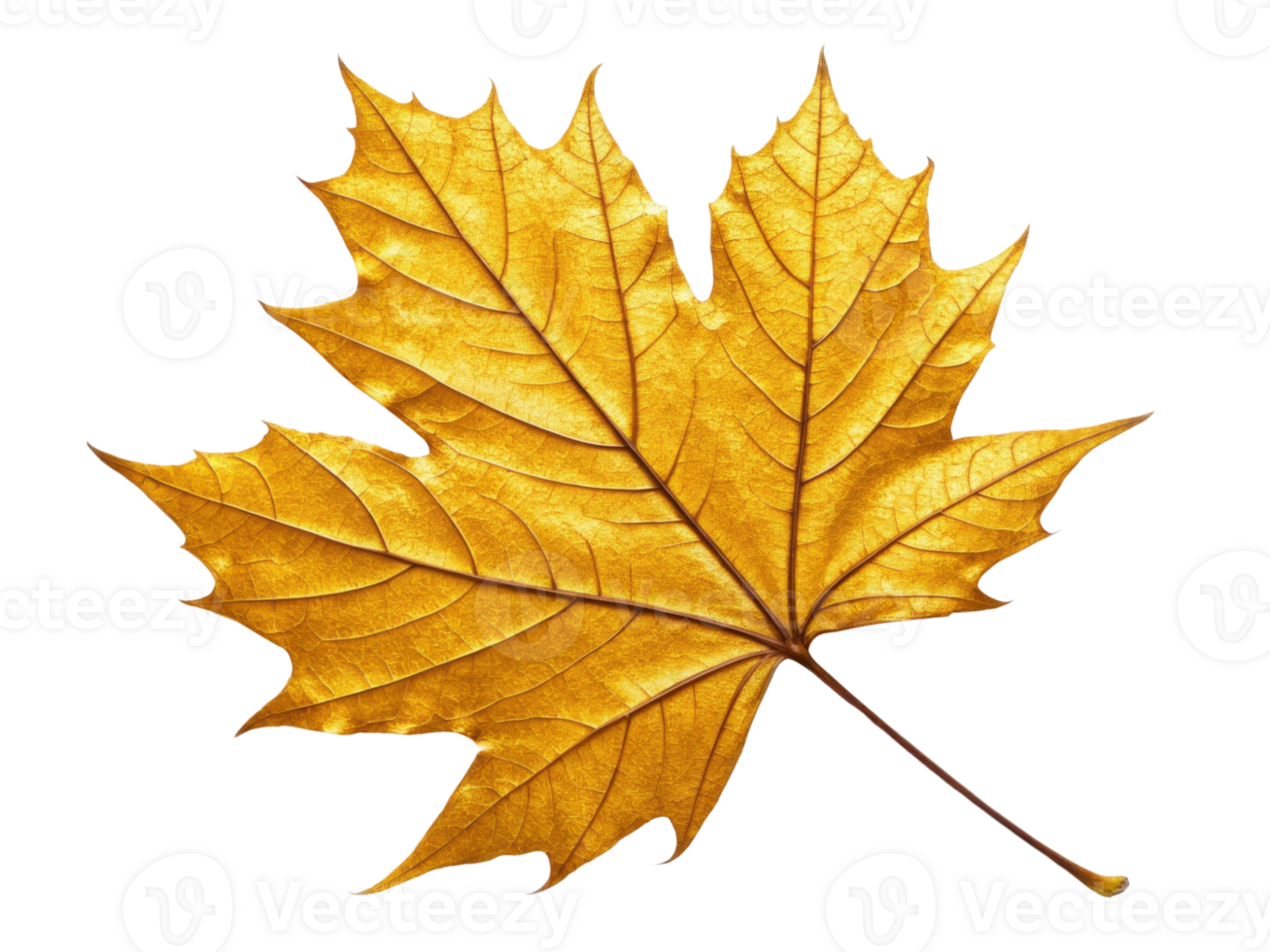 vibrant golden maple leaf showcasing intricate details and textures, symbolizing autumn beauty and warmth png