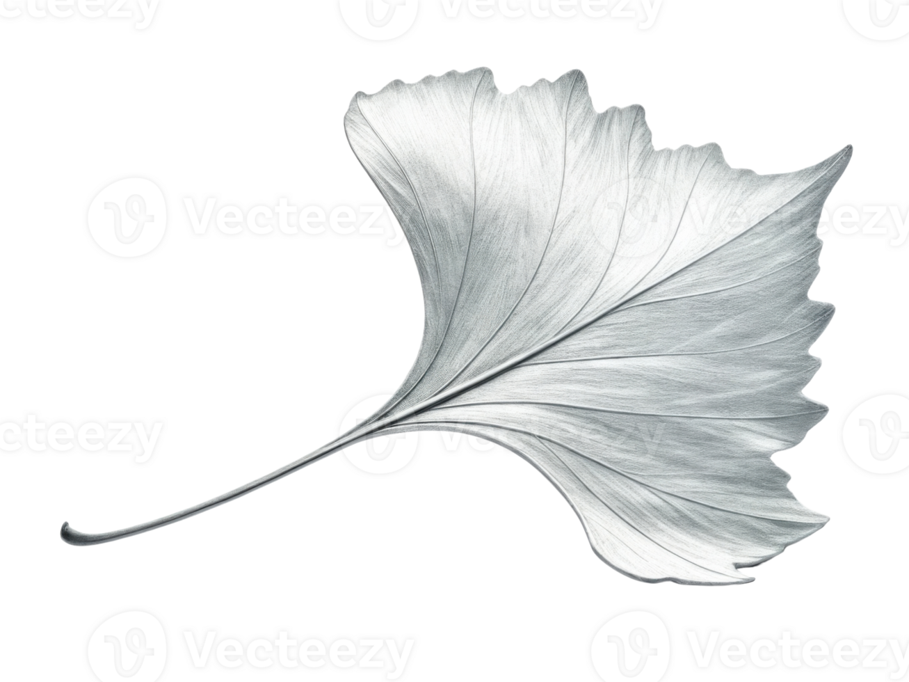 stunning silver leaf showcases intricate details and smooth texture, embodying nature elegance and beauty png
