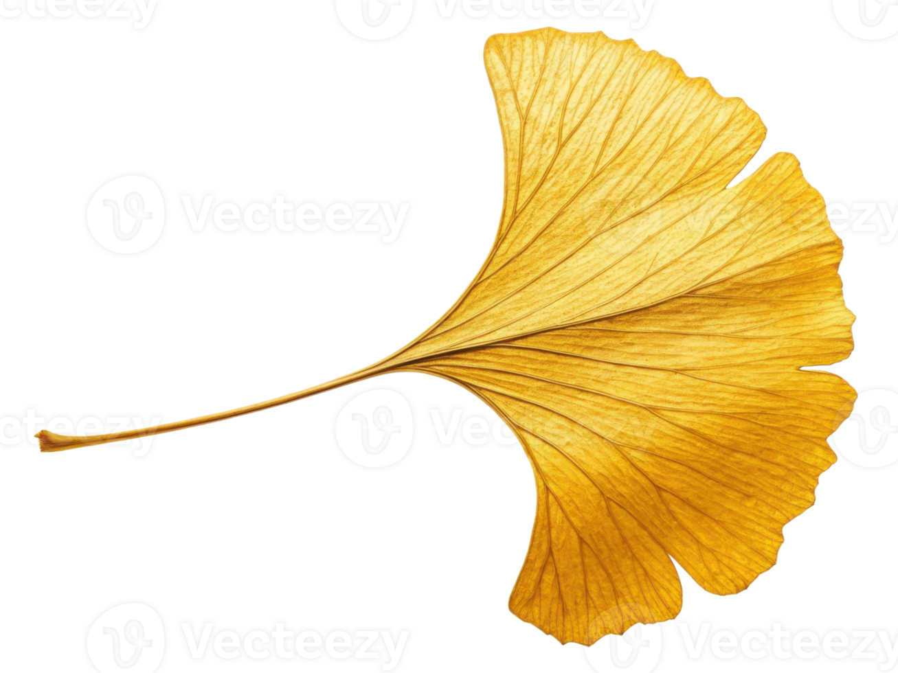 vibrant golden ginkgo leaf showcasing intricate veins and unique fan shape, symbolizing autumn beauty and nature elegance png