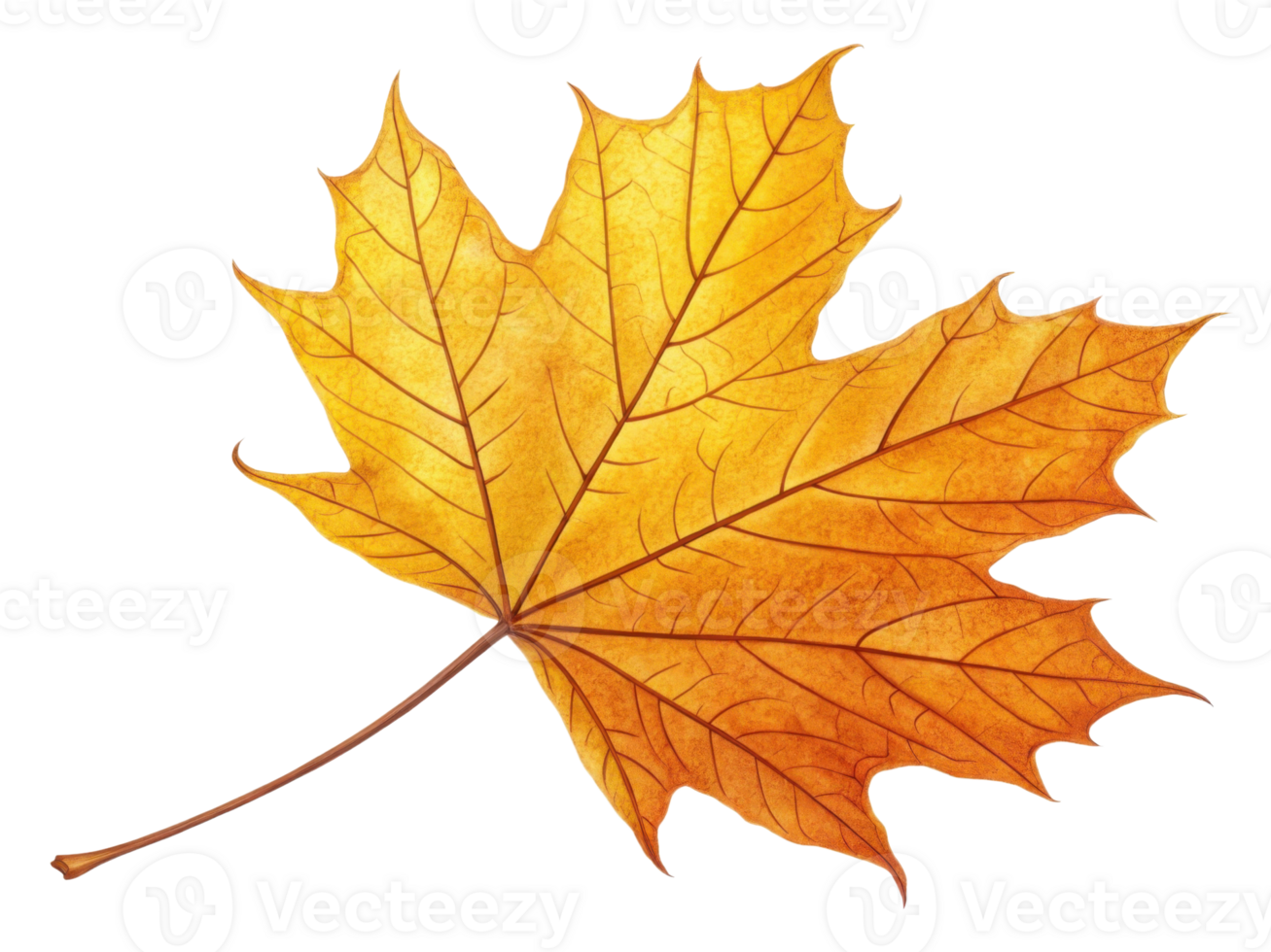 vibrant yellow maple leaf showcasing intricate veins and textures, symbolizing beauty of autumn png