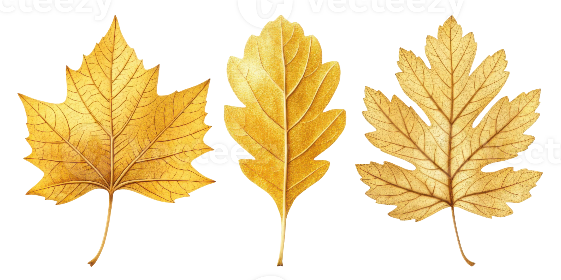 Golden leaves in various shapes, showcasing autumn beauty and nature elegance png