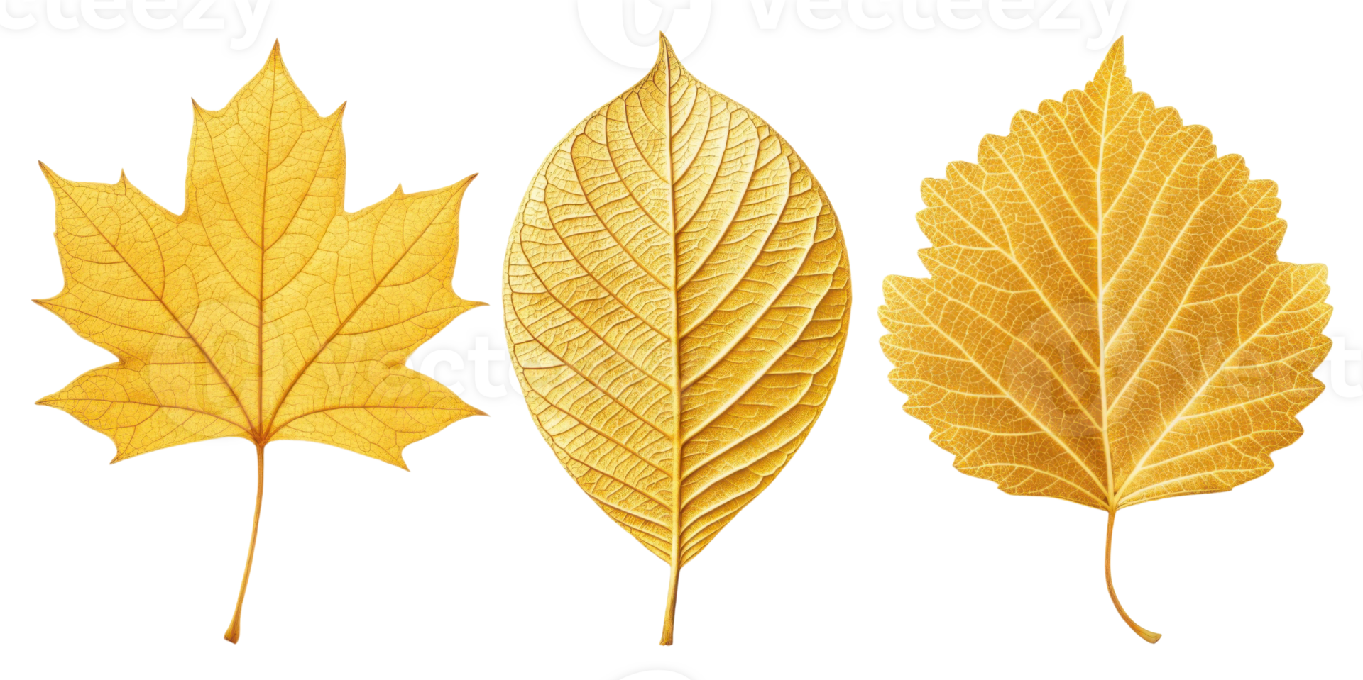 Golden leaves in various shapes showcase beauty of autumn, highlighting nature vibrant colors and intricate details png