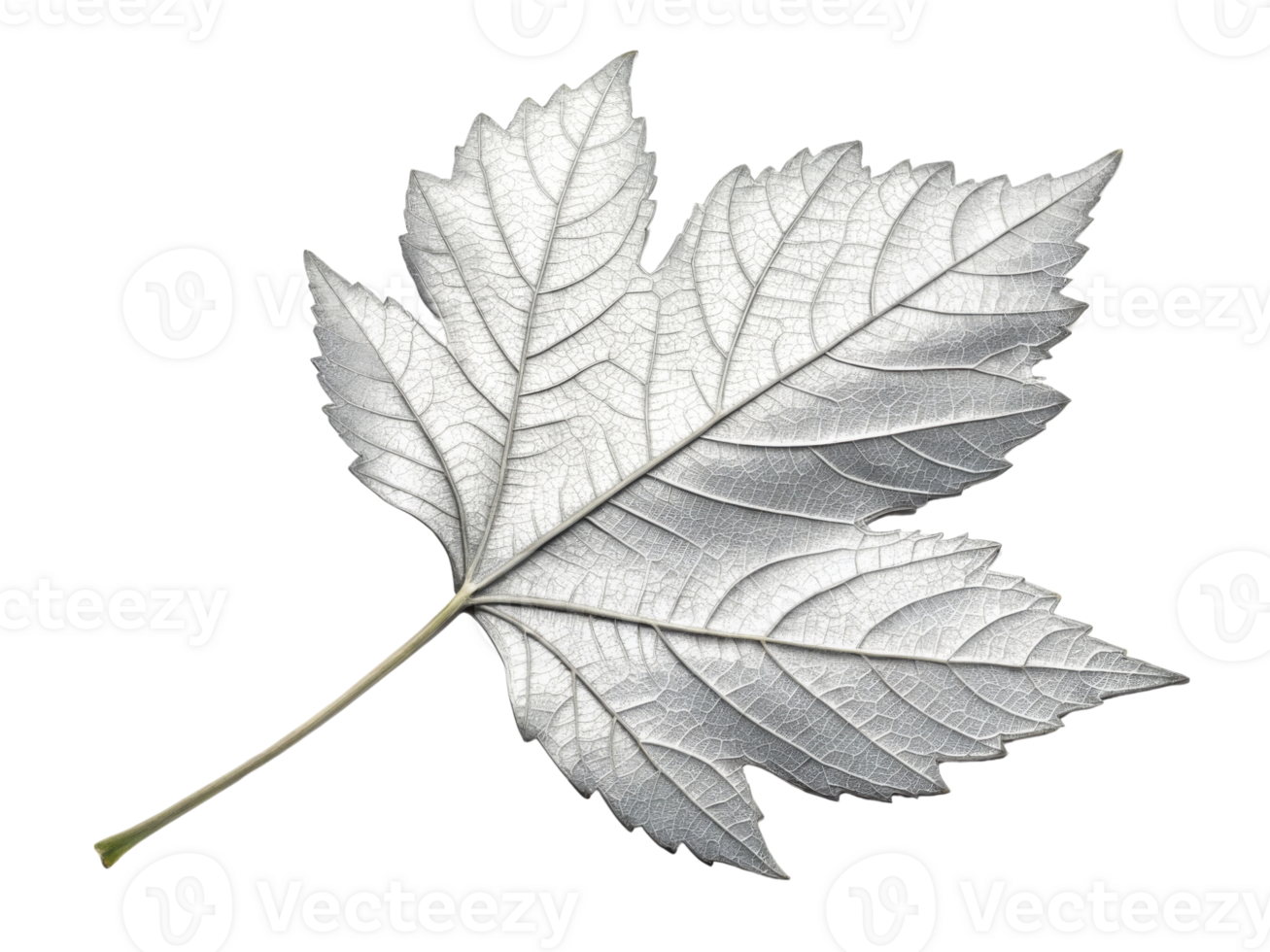 stunning silver leaf showcases intricate details and textures, reflecting light beautifully and adding elegance to any setting png