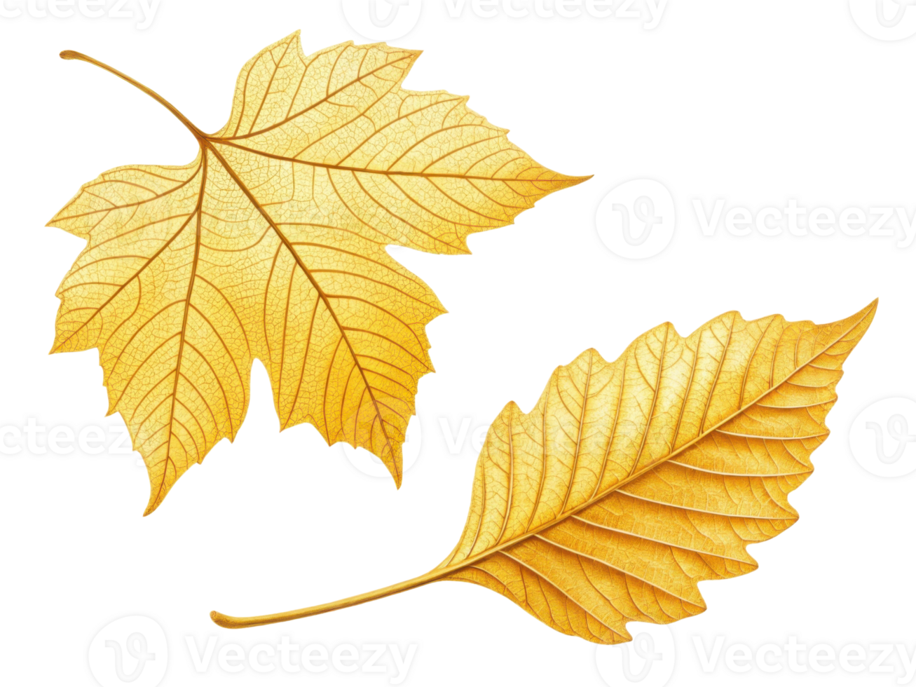 Golden leaves in autumn display intricate veins and textures, symbolizing beauty of nature transition png