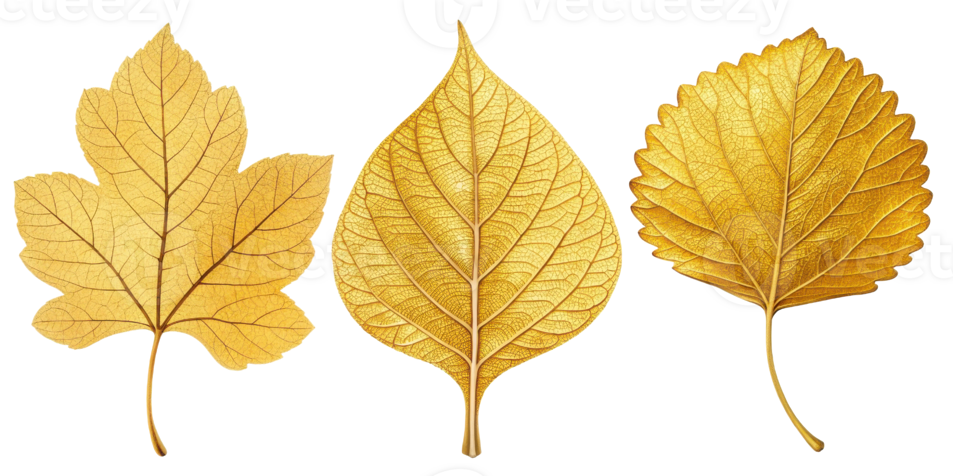 Golden leaves in various shapes showcasing intricate details and textures, perfect for autumn themes and nature designs png
