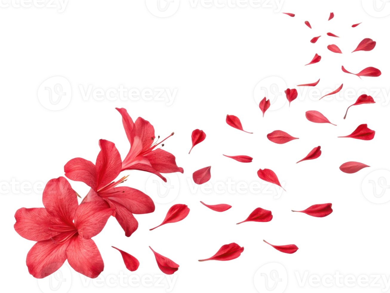 Beautiful azalea flowers in vibrant red hues gracefully scatter their petals, creating stunning visual display of nature elegance png