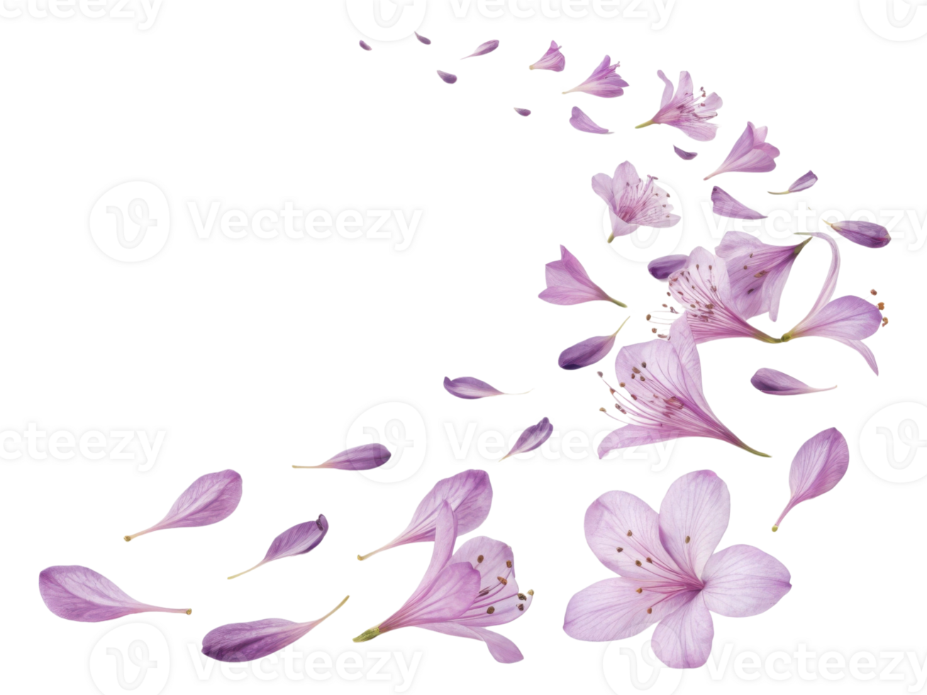 Delicate azalea flowers gracefully scatter, creating beautiful and serene scene that captures essence of nature elegance png