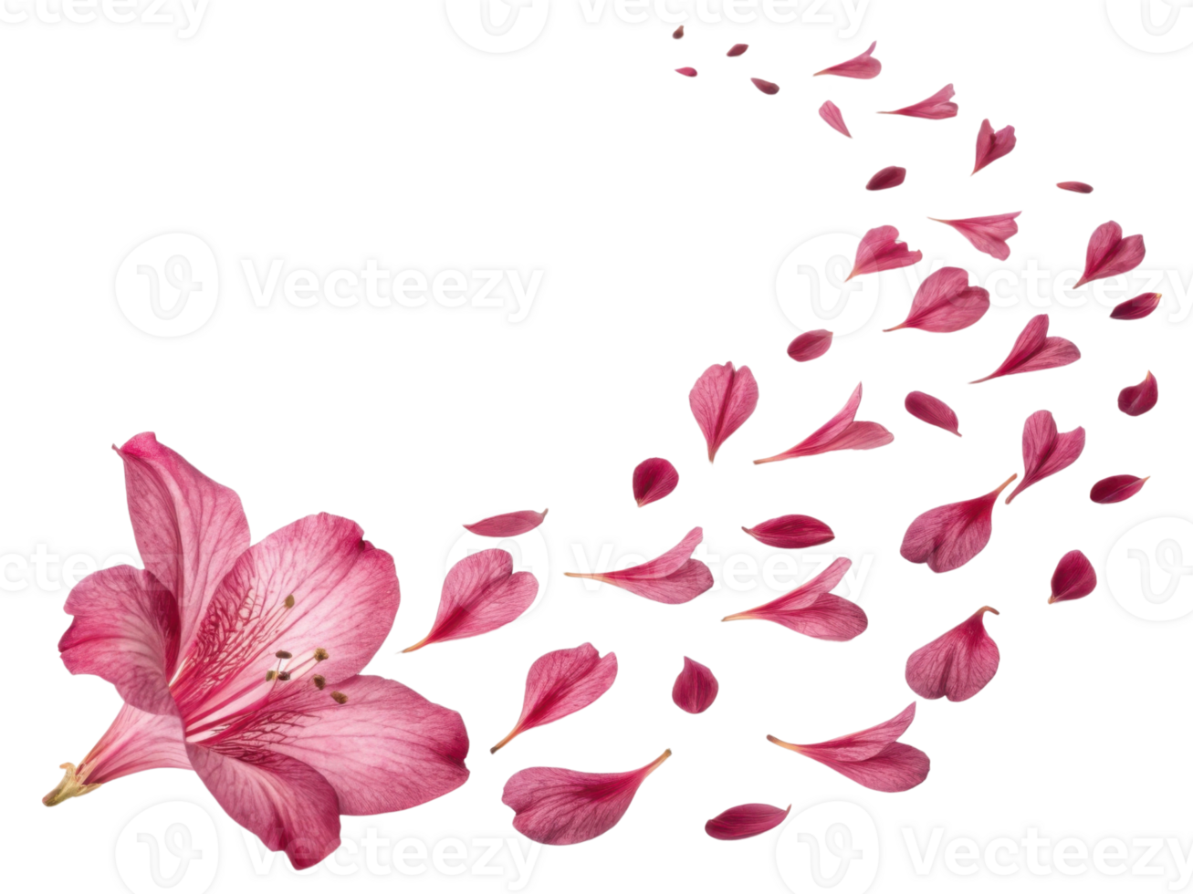 beautiful azalea flower with delicate pink petals gracefully disperses, creating serene and enchanting atmosphere png