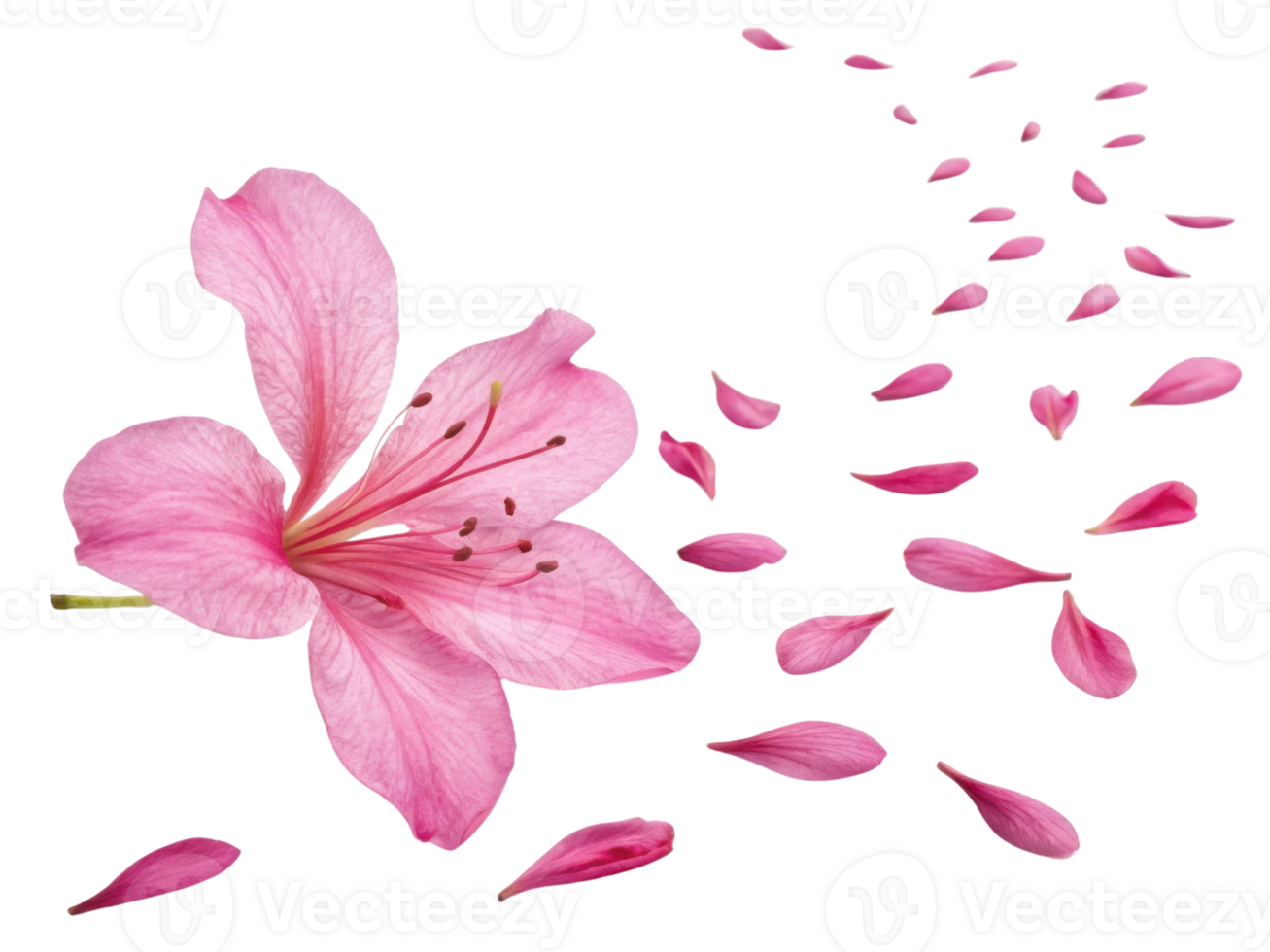 beautiful azalea flower with delicate pink petals gracefully disperses into air, creating serene and enchanting atmosphere png
