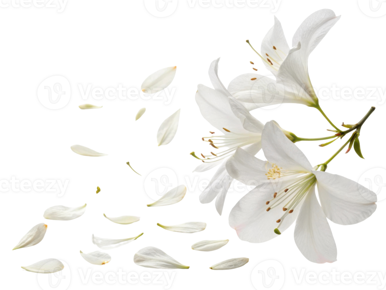Delicate azalea flowers gracefully scatter their petals, creating serene and beautiful scene that captures essence of nature elegance png
