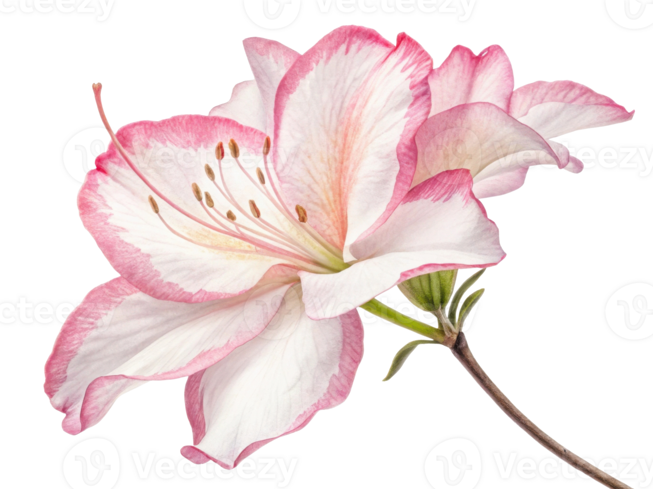 stunning azalea flower showcases delicate petals in soft pink and white hues, radiating beauty and elegance in nature design png