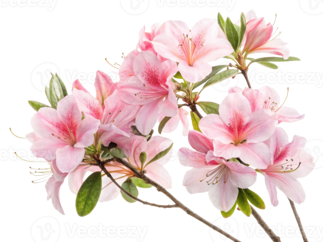 Beautiful azalea flowers bloom in soft pink hues, showcasing delicate petals and vibrant details that bring joy to any garden png