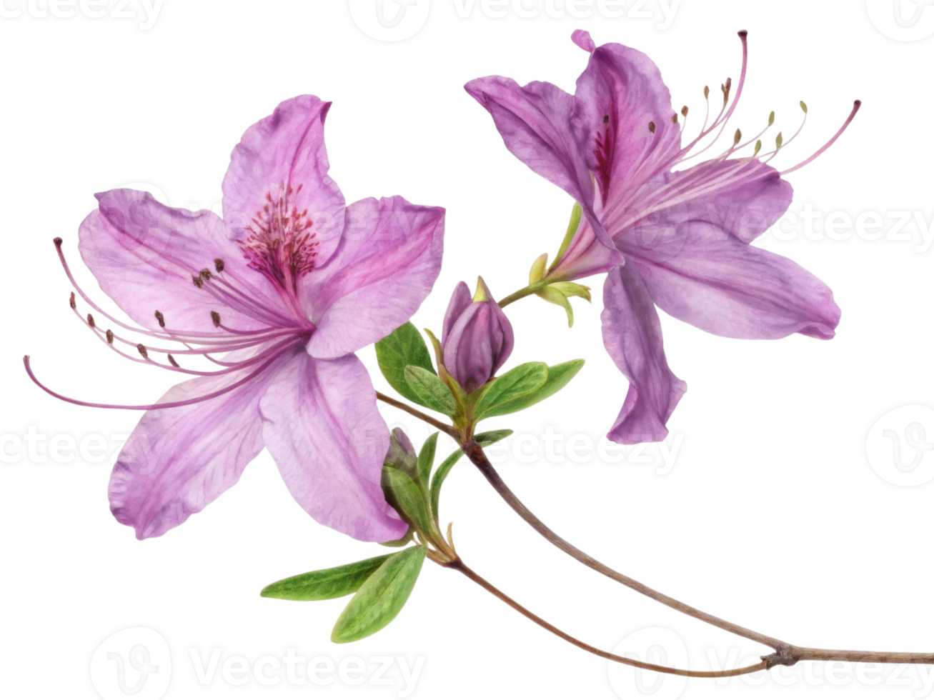 Azalea flowers bloom beautifully with delicate petals showcasing shades of purple and green leaves adding vibrant touch to any garden png