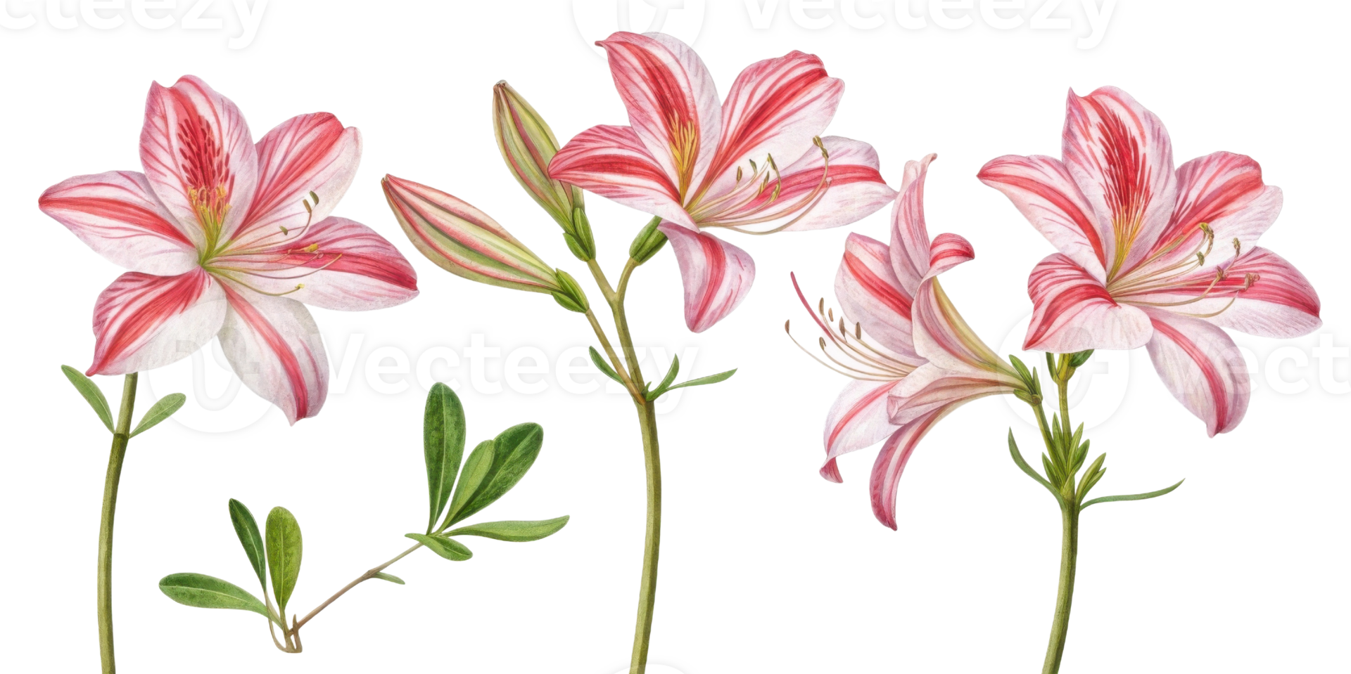 Beautiful azalea flowers bloom gracefully, showcasing their vibrant colors and delicate petals in stunning display of nature artistry png