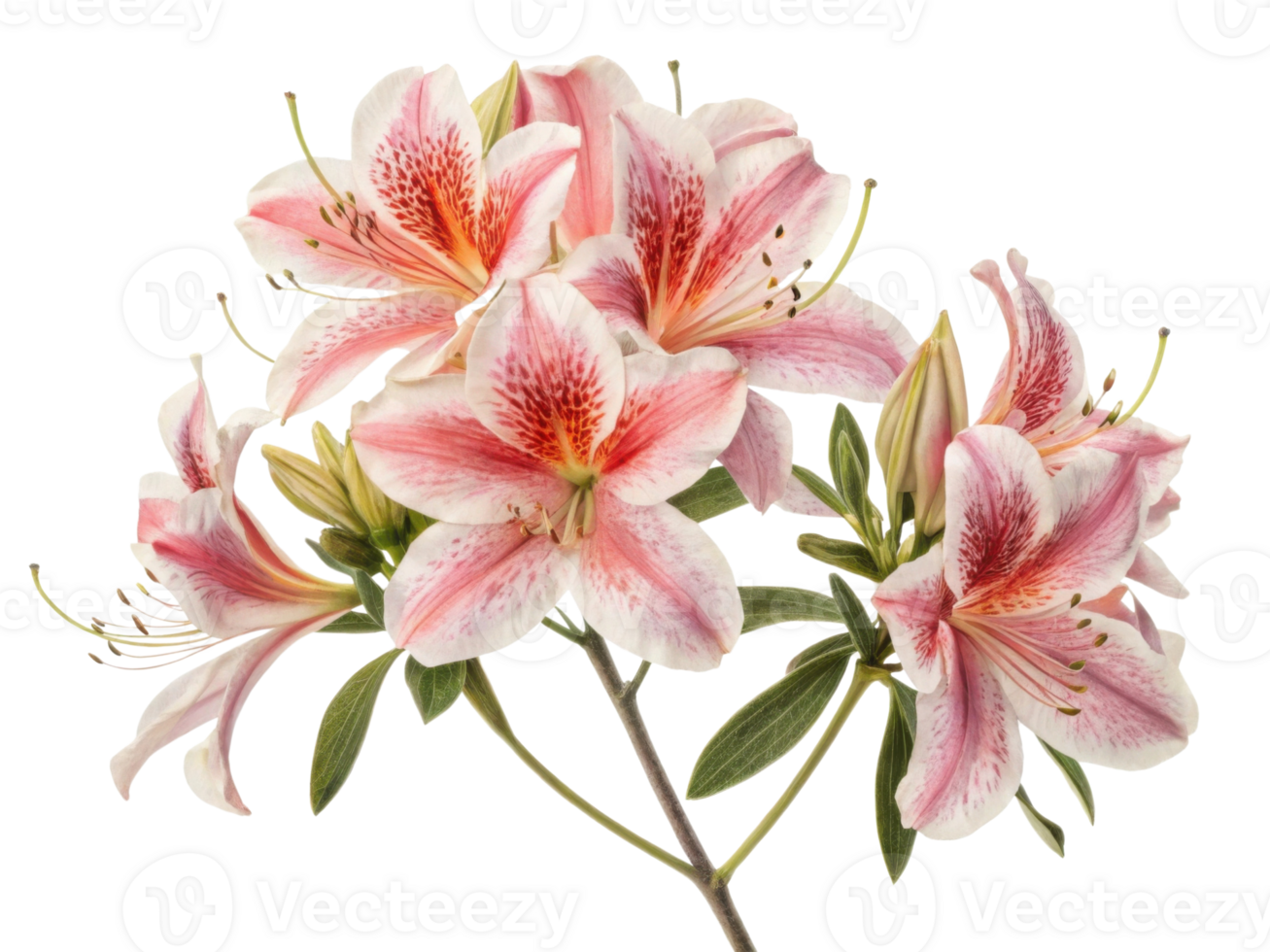 Beautiful azalea flowers bloom gracefully, showcasing their delicate petals and vibrant colors, creating stunning natural display png