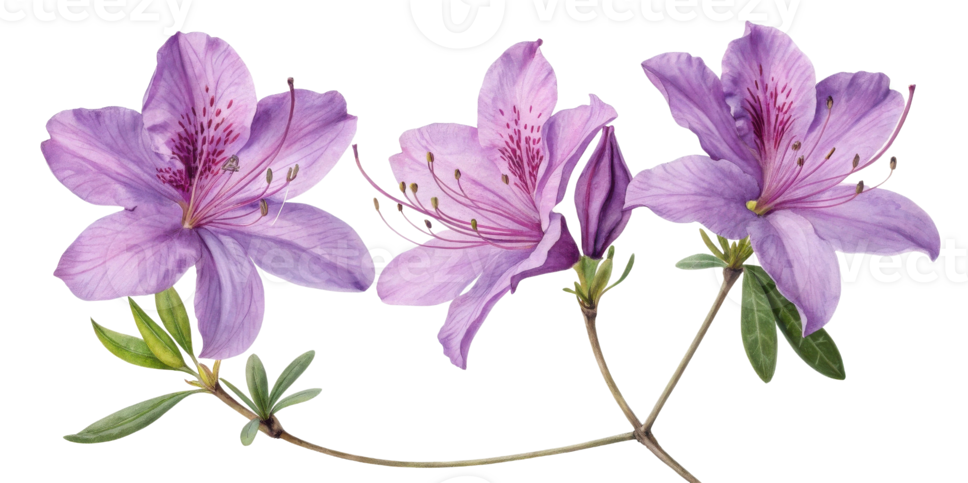 Beautiful azalea flowers bloom in vibrant purple hues showcasing delicate petals and lush green leaves, perfect for any garden setting png