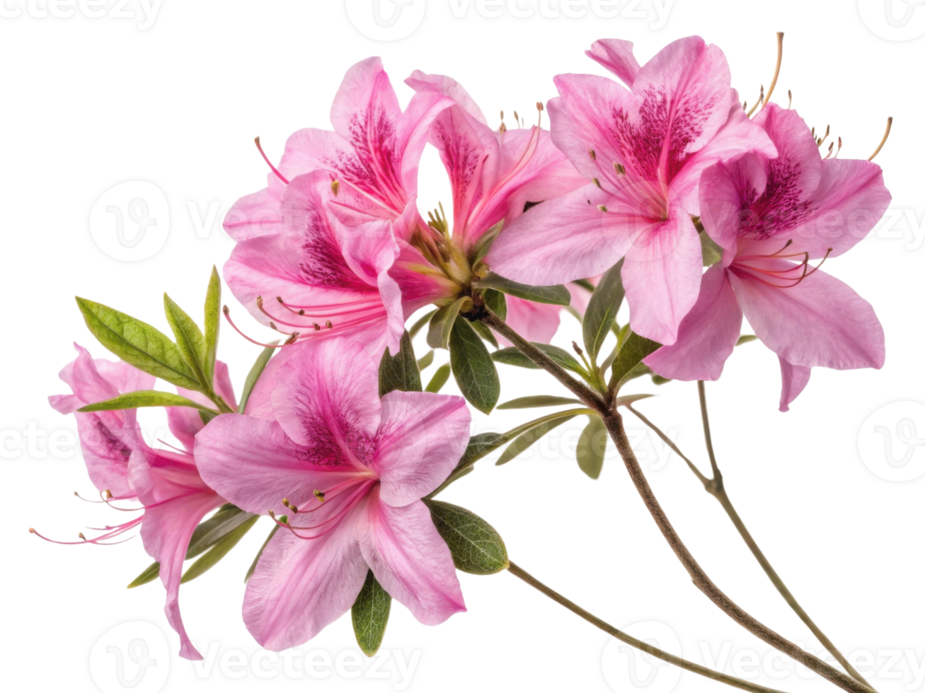 Beautiful azalea flowers bloom in soft pink hues, showcasing delicate petals and vibrant details that captivate senses png