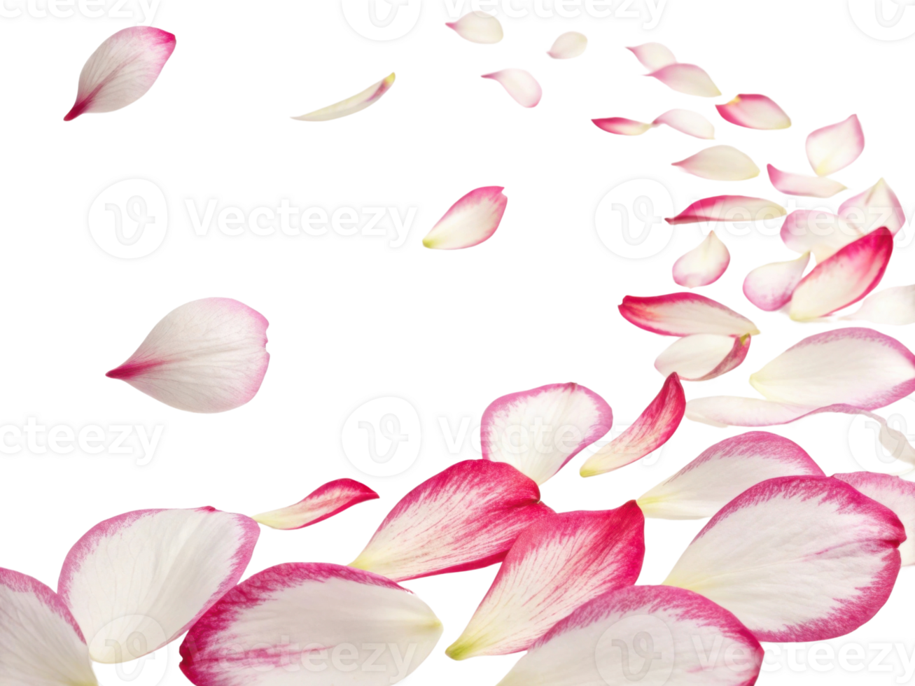 Falling azalea flower petals create beautiful and serene scene, evoking feelings of tranquility and grace png