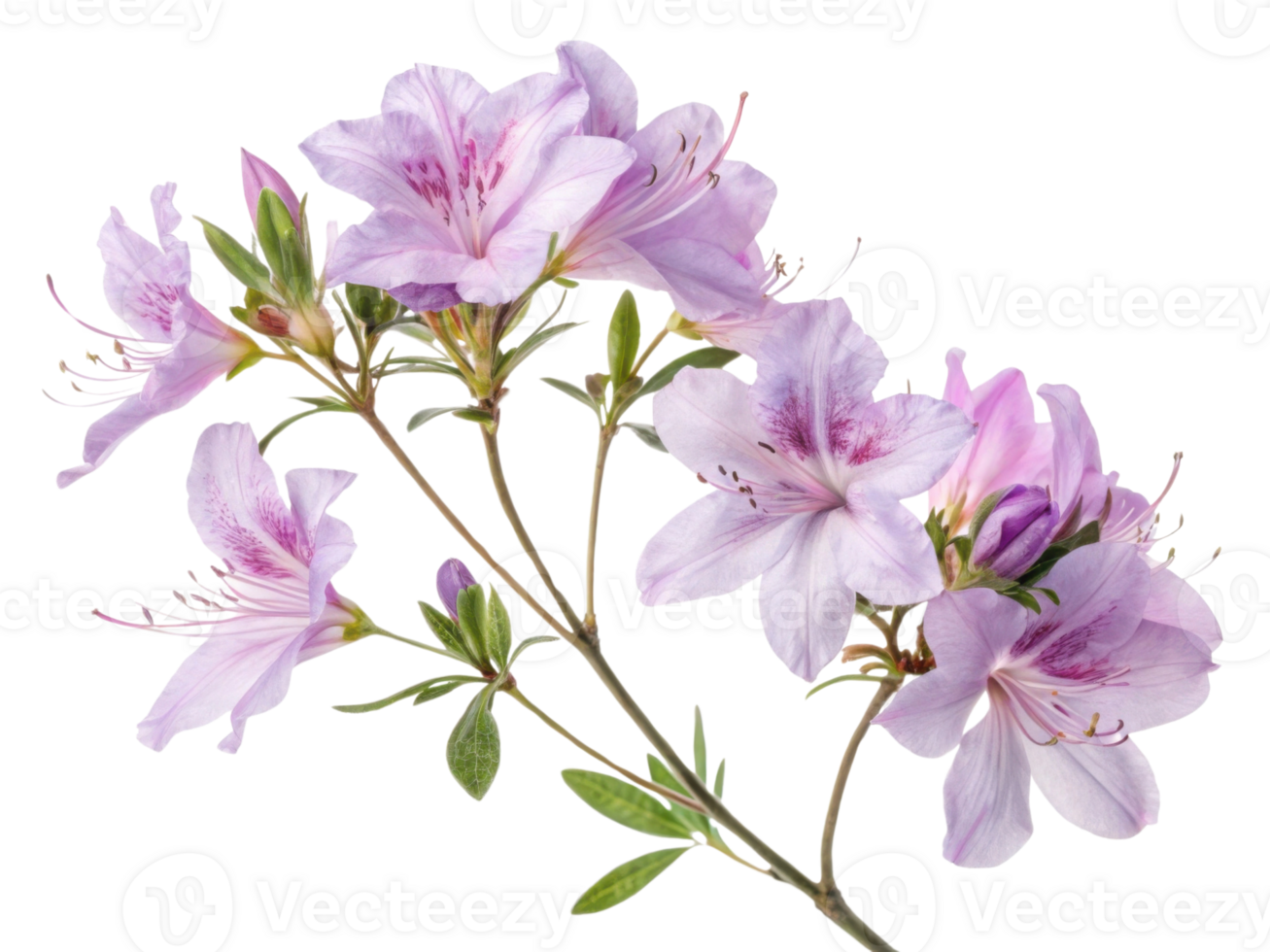 Beautiful azalea flowers bloom gracefully, showcasing delicate petals in shades of purple and pink, creating serene and vibrant atmosphere png