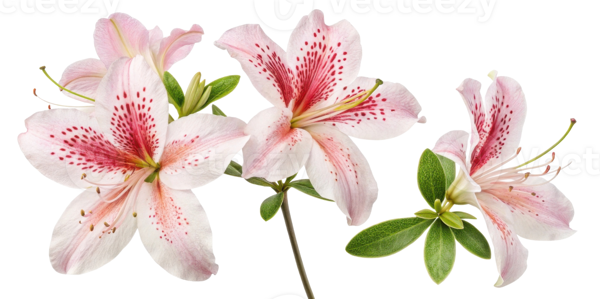 Beautiful azalea flowers bloom with delicate petals showcasing vibrant colors and intricate patterns, creating stunning display of nature artistry png