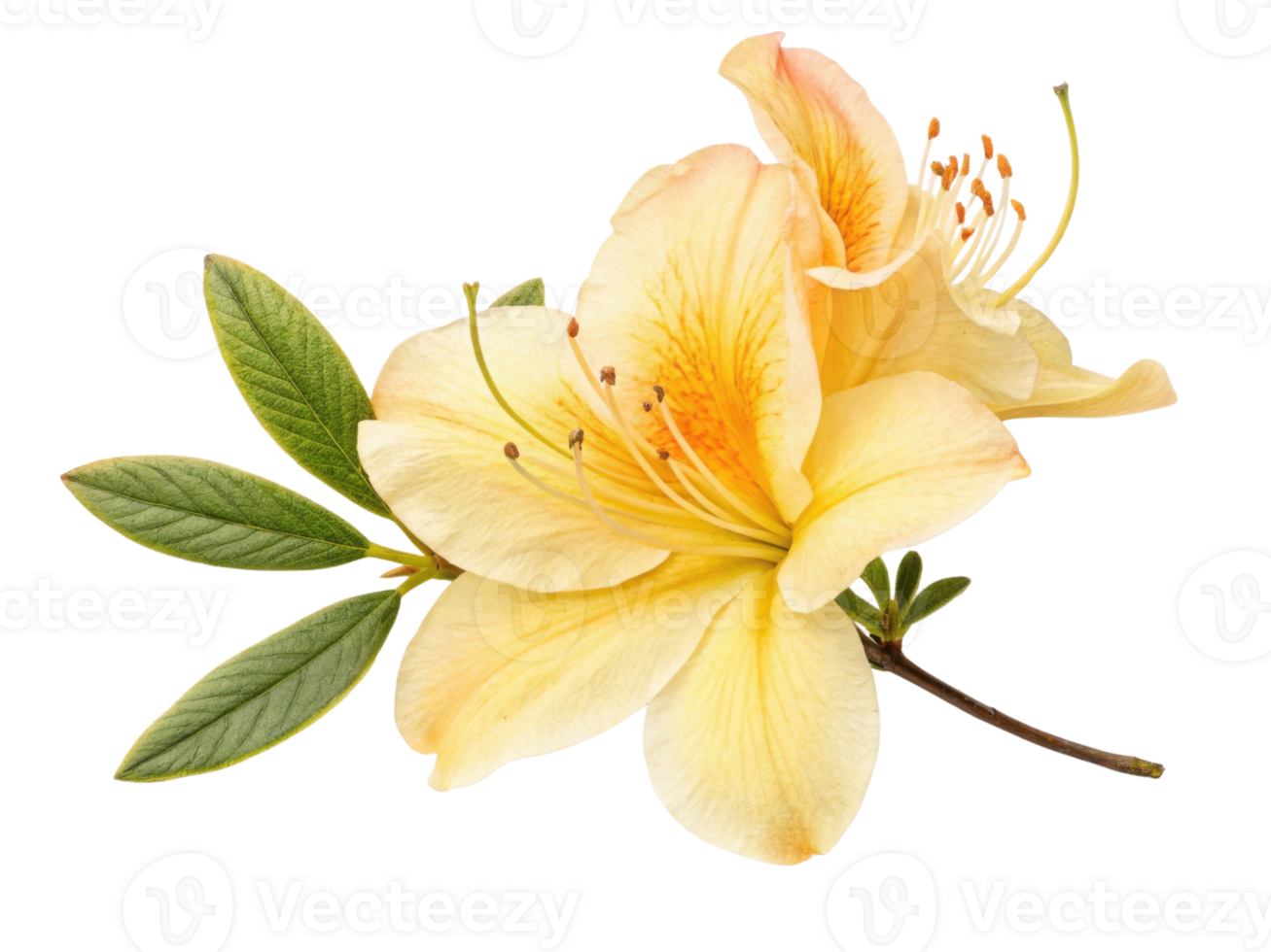 beautiful azalea flower in soft yellow hues showcases delicate petals and vibrant stamens, perfect for adding elegance to any setting png