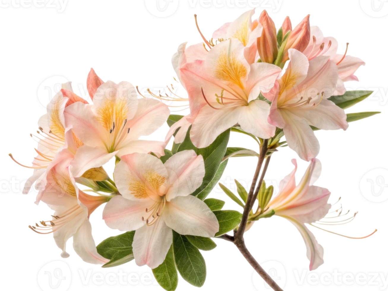 Azalea flowers bloom beautifully with delicate petals showcasing soft pink and white hues, creating stunning floral display png