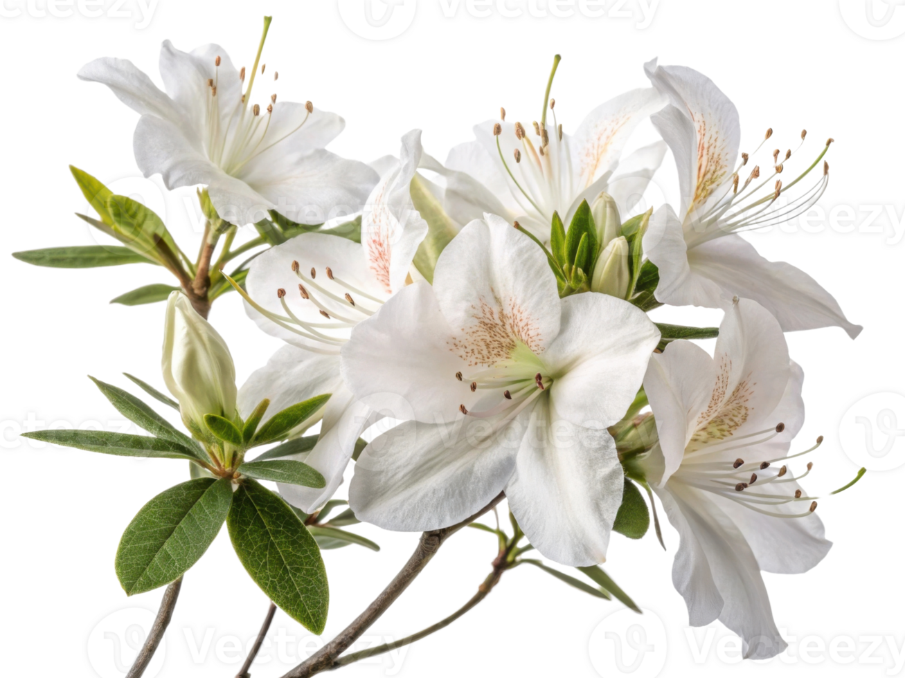 Beautiful azalea flowers bloom gracefully, showcasing their delicate petals and vibrant green leaves, creating serene and uplifting atmosphere png