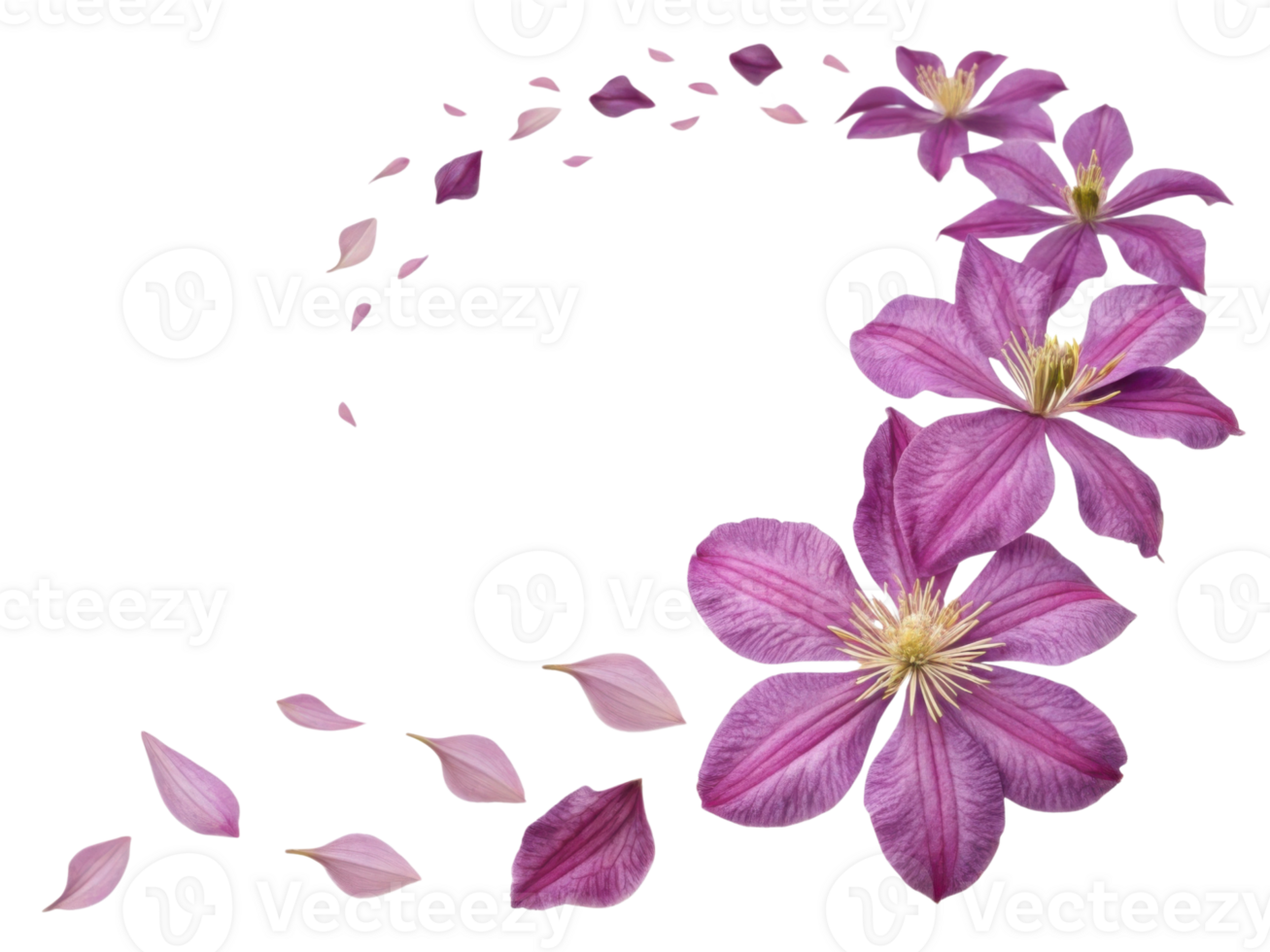 beautiful clematis flower gracefully swirls with delicate petals, creating stunning visual display of nature elegance png