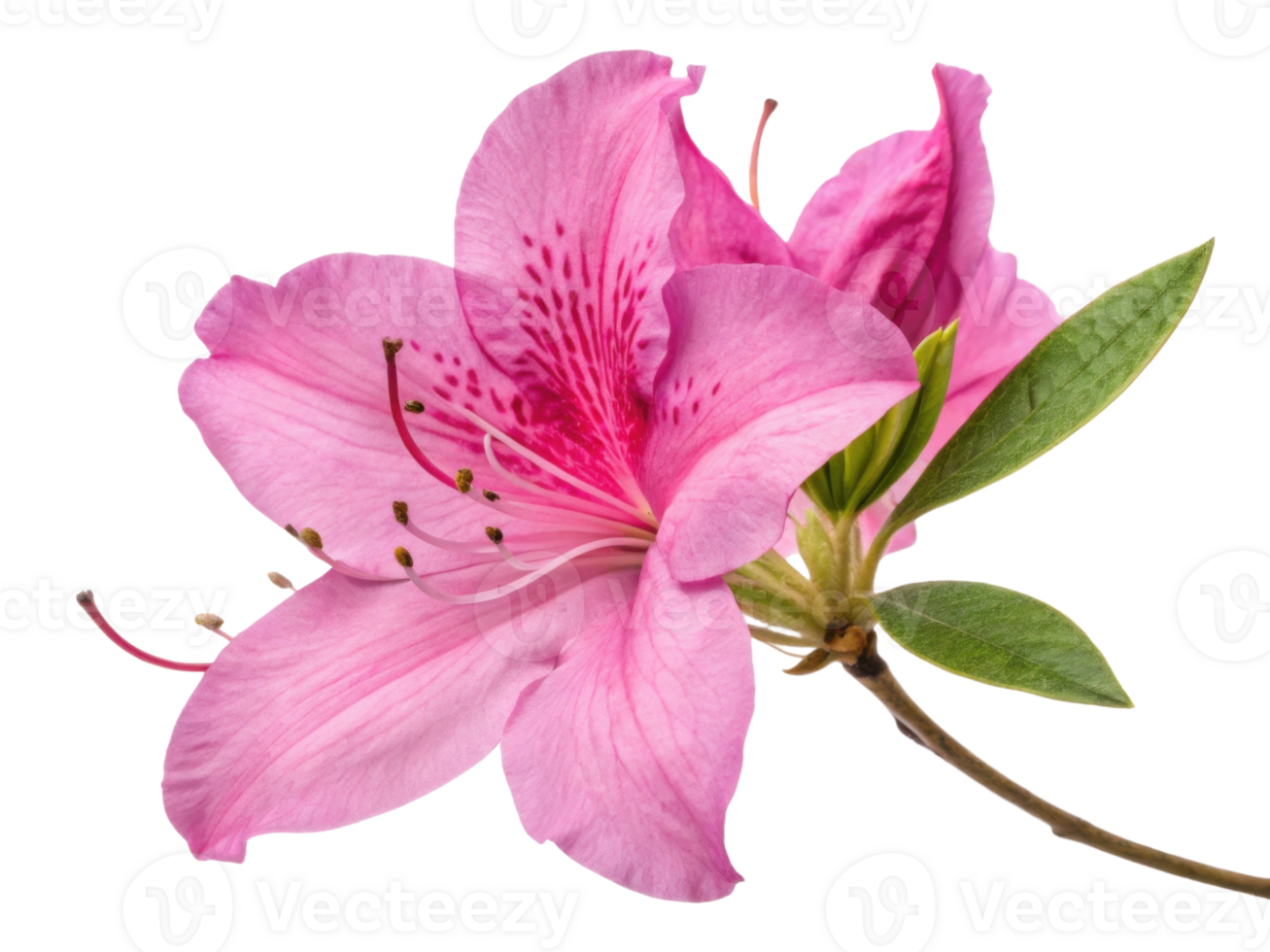 beautiful azalea flower showcases delicate pink petals and vibrant details, symbolizing grace and elegance in nature design png