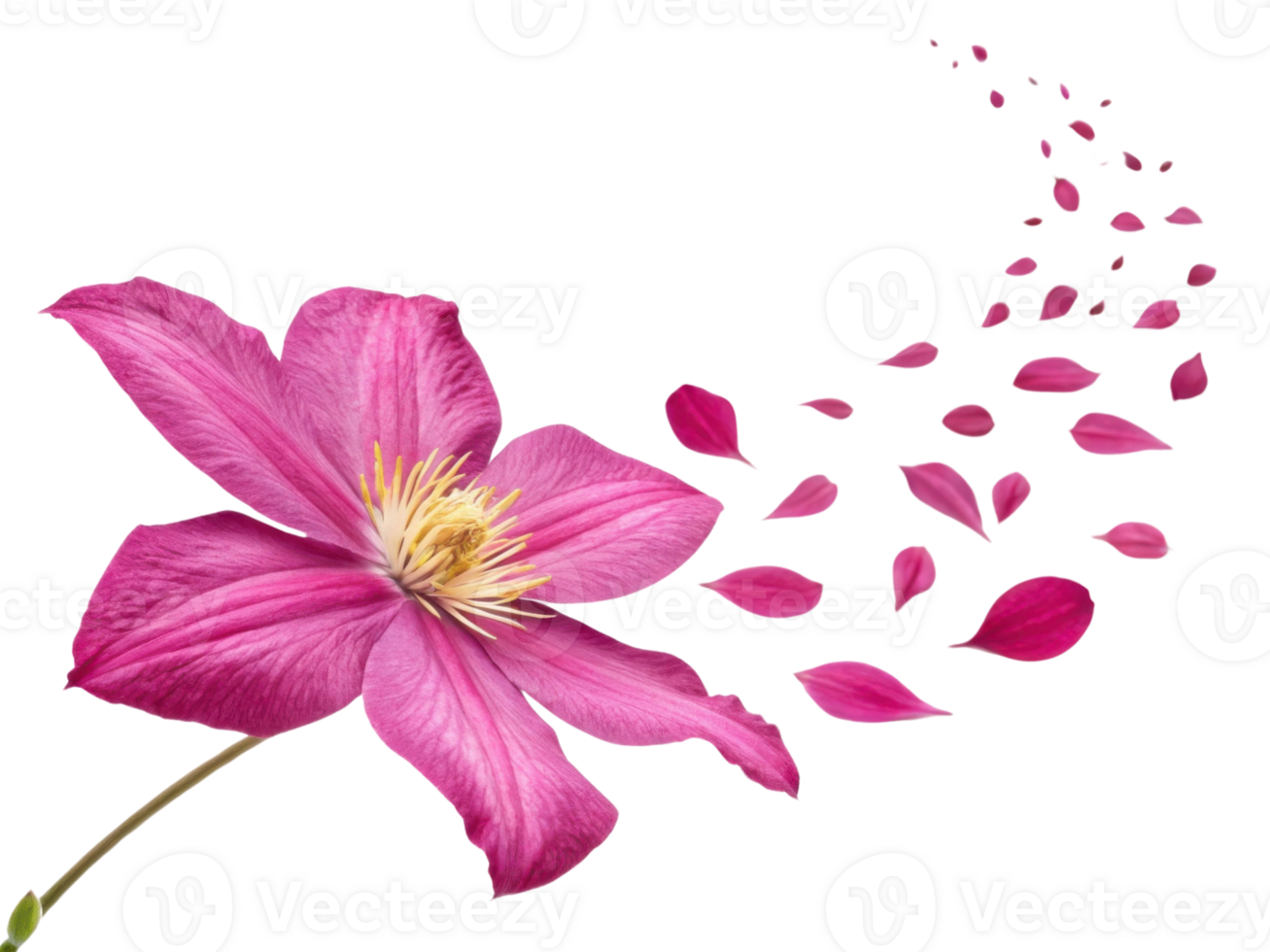 vibrant clematis flower showcases its beauty with delicate petals drifting away, creating serene and enchanting atmosphere png