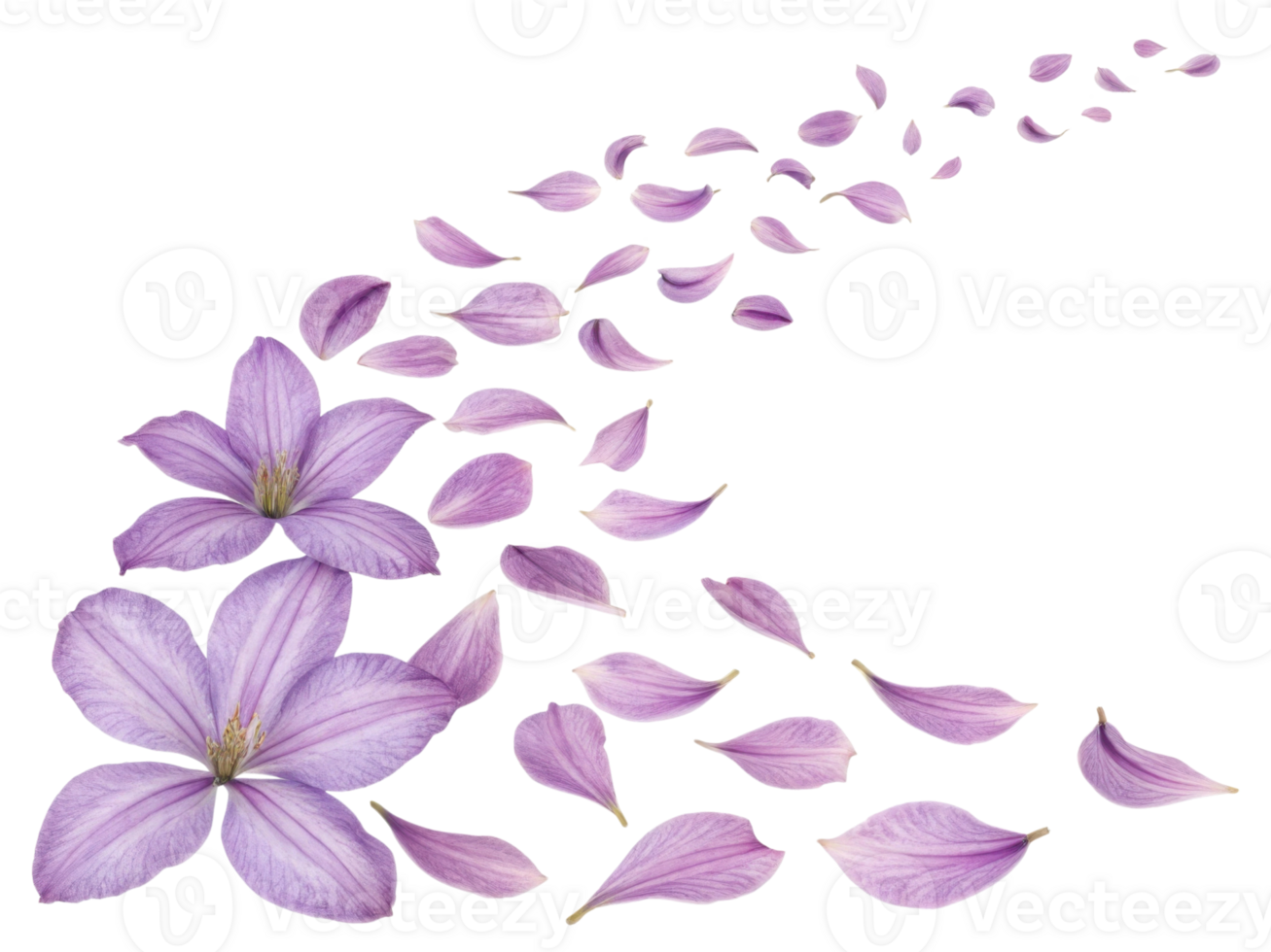 Clematis flowers in soft purple hues create beautiful scene as petals gracefully drift away, evoking sense of tranquility and beauty png