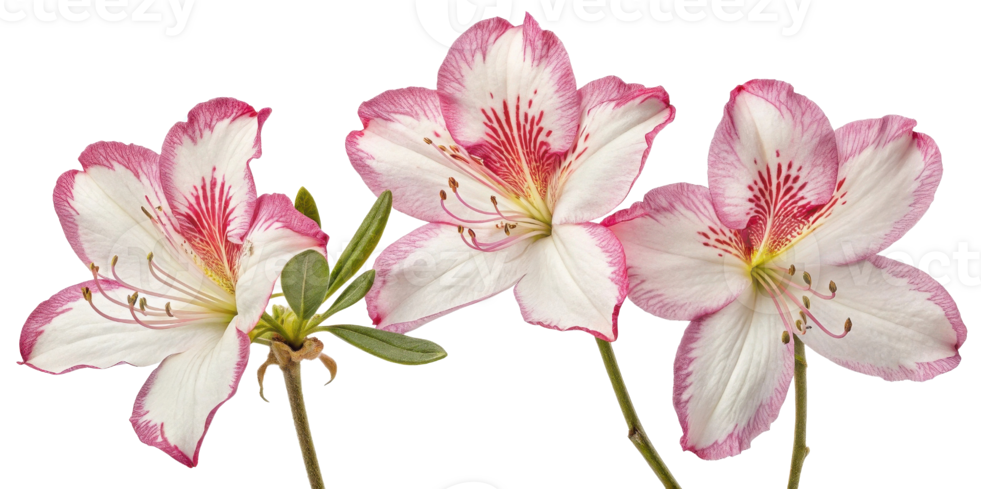 Beautiful azalea flowers bloom with delicate petals showcasing vibrant pink edges and intricate patterns, creating stunning floral display png